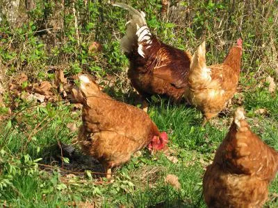 Păsări de curte de la curcani galinacee, curcani, fazani, păuni, prepelițe, bibilici