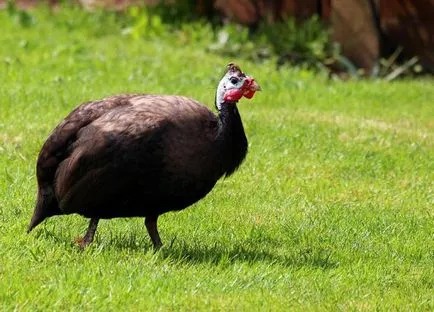 Baromfi a gallinace pulyka, pulyka, fácán, páva, fürj, gyöngytyúk