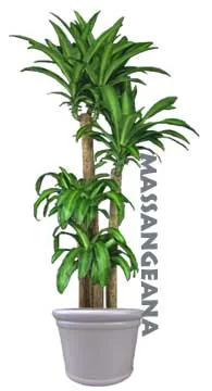 Dracaena és gondozás