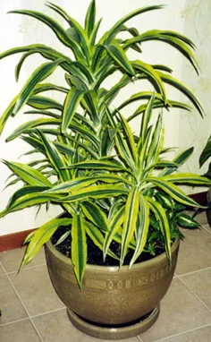 Dracaena és gondozás