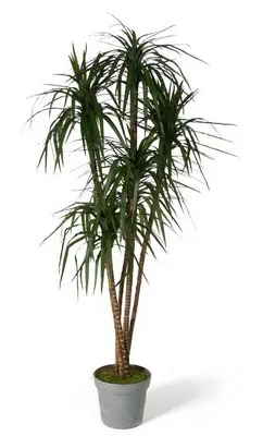 Dracaena и грижи