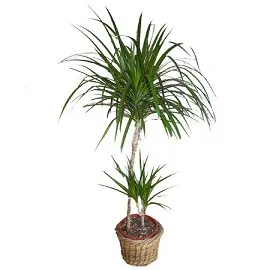 Dracaena és gondozás