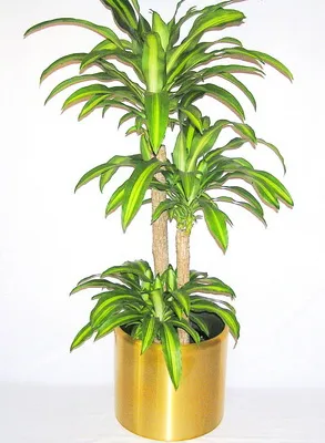 Dracaena и грижи