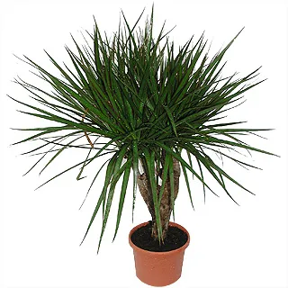 Dracaena и грижи