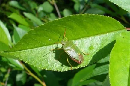 Woody bug-ul în apartament arata ca (foto) și cum să obțineți