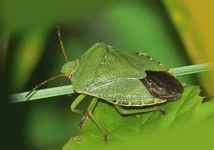 Woody gândacul mirositor, fotografie, metode de eliminare