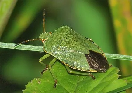 bug-ul Woody arata ca (foto), cum să scape de dacă ați zburat în apartament