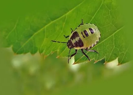 Woody gândacul mirositor, fotografie, metode de eliminare