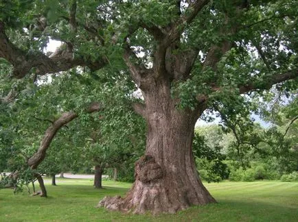 Дъб (Quercus алба)