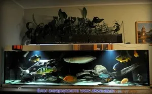 Fitofiltr akvárium, akvarisztikai blog