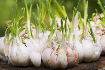 Burgonyavész paradicsom hagyományos módszerek elleni küzdelem Phytophthora