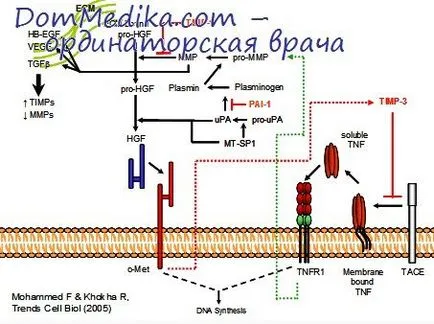 Tratamentul Cauzal al inflamației