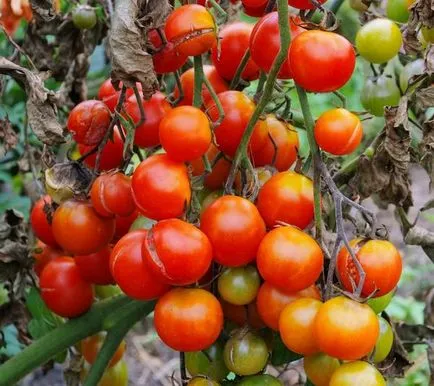 Края на бич на домати традиционните методи за борба с Phytophthora