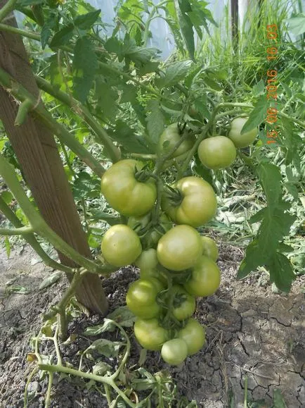 manei de tomate metodele tradiționale de combatere a Phytophthora