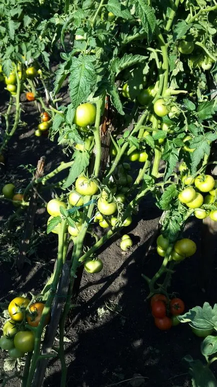 manei de tomate metodele tradiționale de combatere a Phytophthora