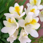 plantare Terry Freesia și de îngrijire, soiurile