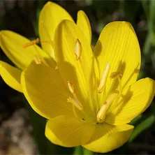 plantare Terry Freesia și de îngrijire, soiurile