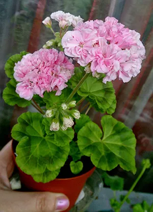 fotografii Geranium, poze, descriere floare