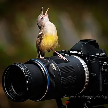 Photographing háziállat fényképezés szabályok, tippek és trükkök