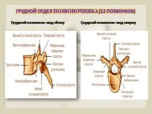 Гръдните части гръбнака компоненти, болест