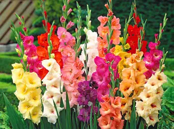 Gladiolus - царят на всеки празник