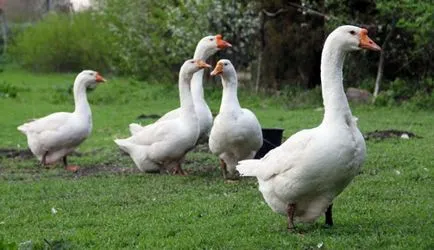 Gâște Linda fotografie descriere pietre