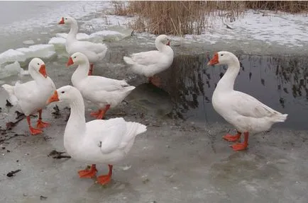 Gâște Linda fotografie descriere pietre