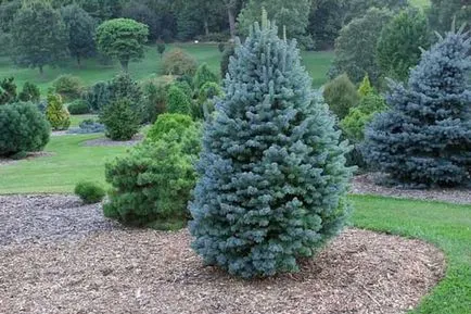 Blue Spruce eladás, felajánlotta, hogy megvásárolja a kék luc méltányos áron