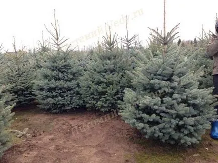 Blue Spruce eladás, felajánlotta, hogy megvásárolja a kék luc méltányos áron