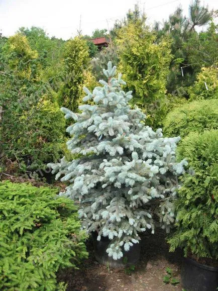 Blue Spruce eladás, felajánlotta, hogy megvásárolja a kék luc méltányos áron