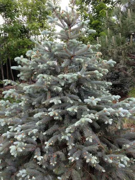 Blue Spruce eladás, felajánlotta, hogy megvásárolja a kék luc méltányos áron