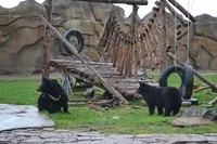 Izhevsk Zoo - operațiune Izhevsk Zoo, prețurile biletelor și orarul, adresa, fotografii