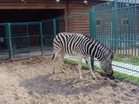 Ижевск Zoo - операция Ижевск зоопарк, цени на билетите и график, адрес, снимки