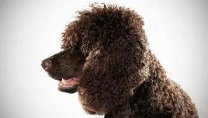 Irish Water Spaniel rasa, criteriile și caracteristicile sale