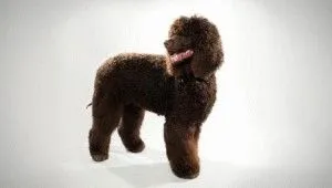 Irish Water Spaniel rasa, criteriile și caracteristicile sale