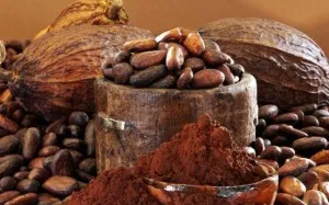 Cacao - beneficiile si dauneaza, proprietăți utile și contraindicații