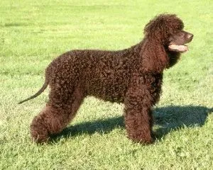 Irish Water Spaniel rasa, criteriile și caracteristicile sale