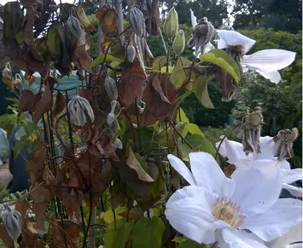 Din cauza a ceea ce clematis ofilirii