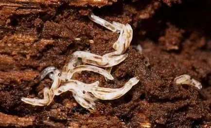 Как да се отървете от малки бели червеи в земята под цветя