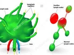 Sistemul imunitar (continuare) immuninfo