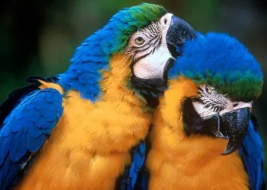 Numele pentru băieți-papagali - papagali copii în cușcă