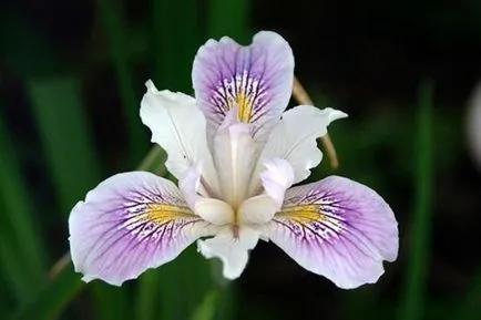 Iris plantare, replantare și cultivarea de iriși grădină, ls