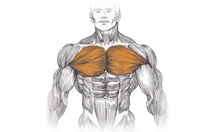Как да се изгради горните гръдни мускули и лицеви опори на бар, fithelper