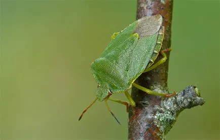 Cum sa scapi de bug-uri de lemn verde (urât mirositoare), pe un site grădină