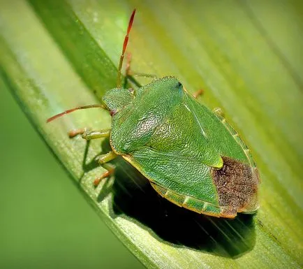 Cum sa scapi de bug-uri de lemn verde (urât mirositoare), pe un site grădină