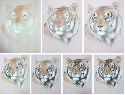 Cum de a desena o acuarelă tigru