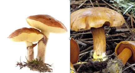 Hogyan lehet megkülönböztetni a mérgező származó ehető gombák