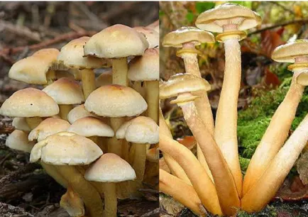 Hogyan lehet megkülönböztetni a mérgező származó ehető gombák