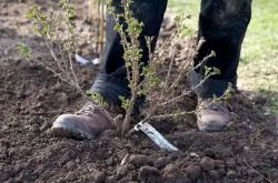 Hogyan lehet egy jó termés ribizli -