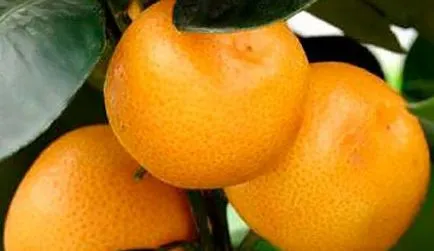 Hogyan öntözés citrus